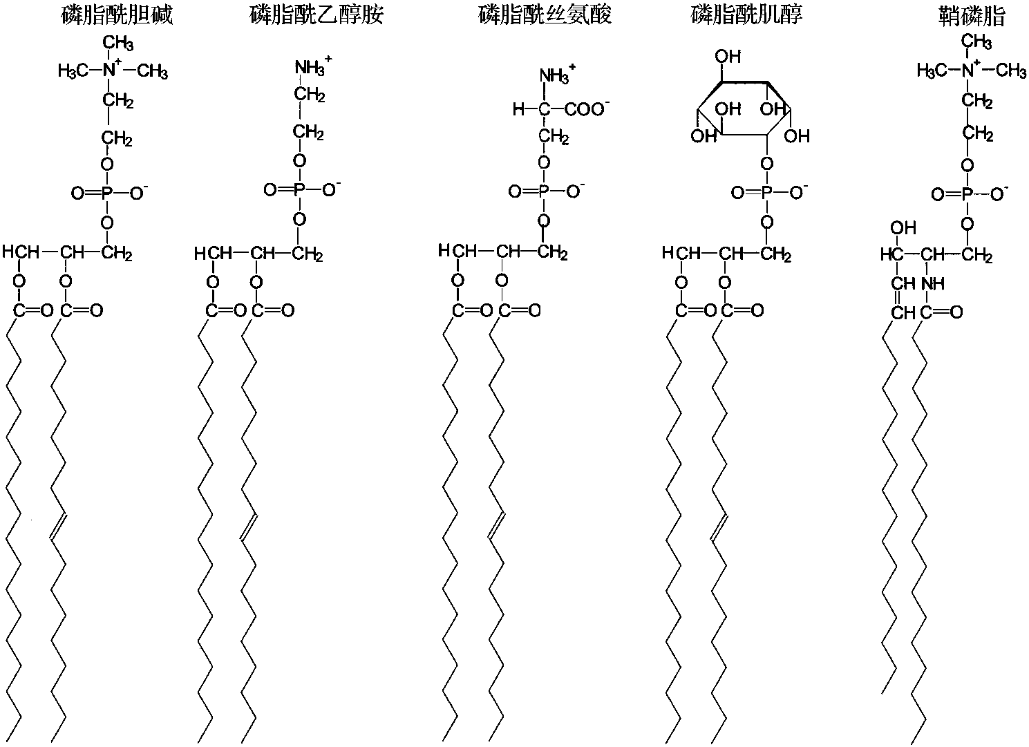 2.3 膜脂類結構